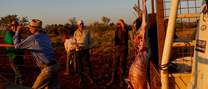 cowboys, Warrawagine, Western Australia, Australie christophe monteil, cowboys à la fin de la journée, Warrawagine, Western Australia, Australie